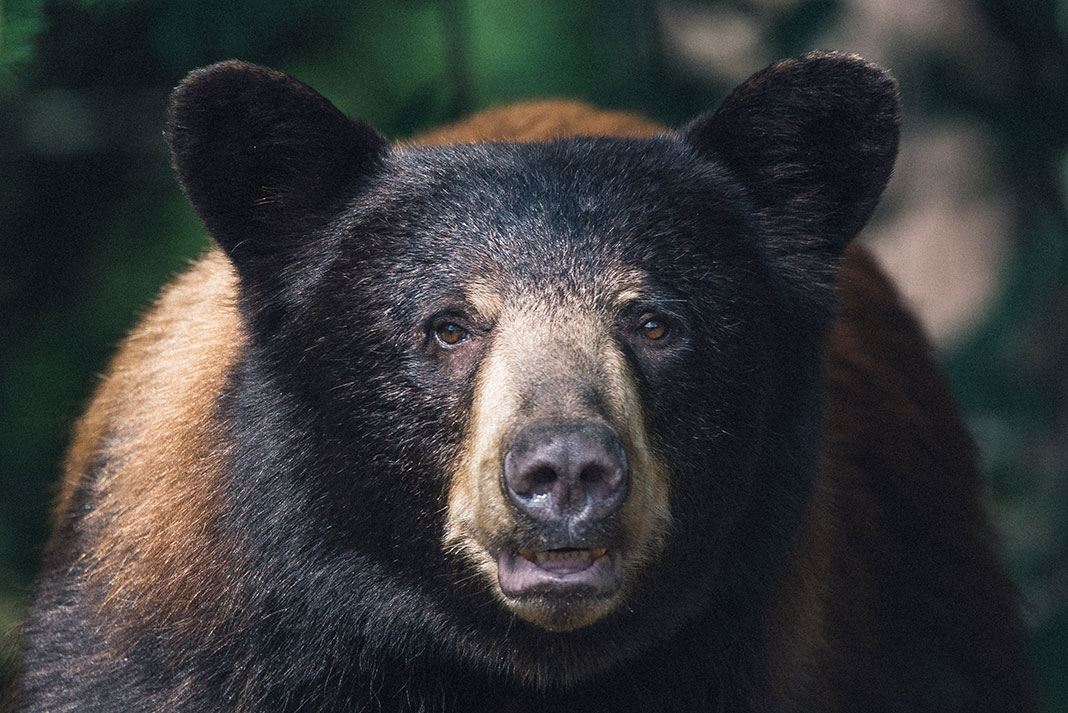 a black bear stares at the camera