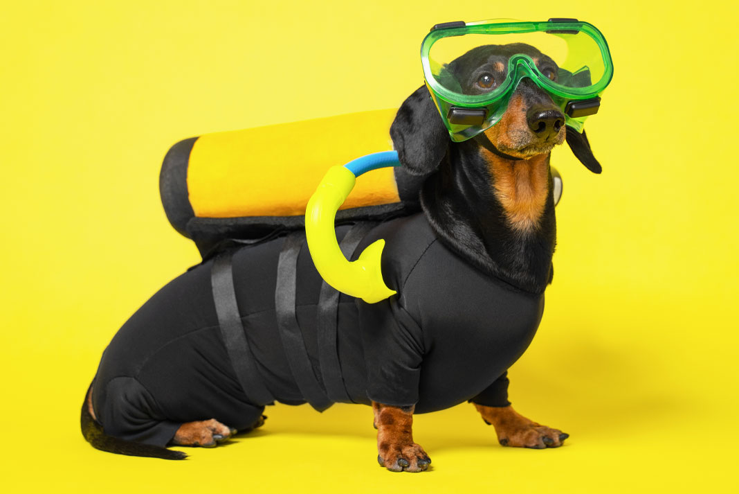 Wetsuit Facts Dachshund wearing scuba gear.