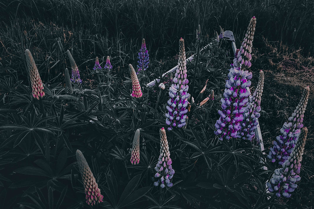 an old canoe filled with flowing lupins